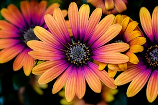 yellow-and-pink daisies