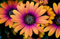 yellow-and-pink daisies