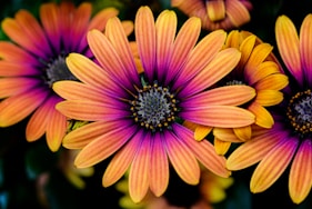 yellow-and-pink daisies
