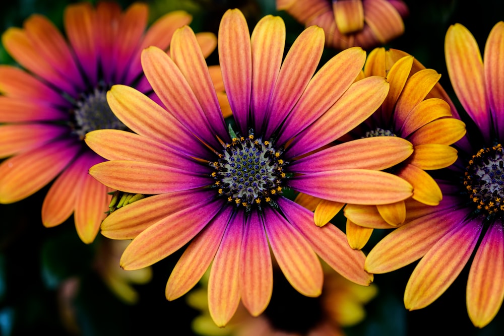 yellow-and-pink daisies