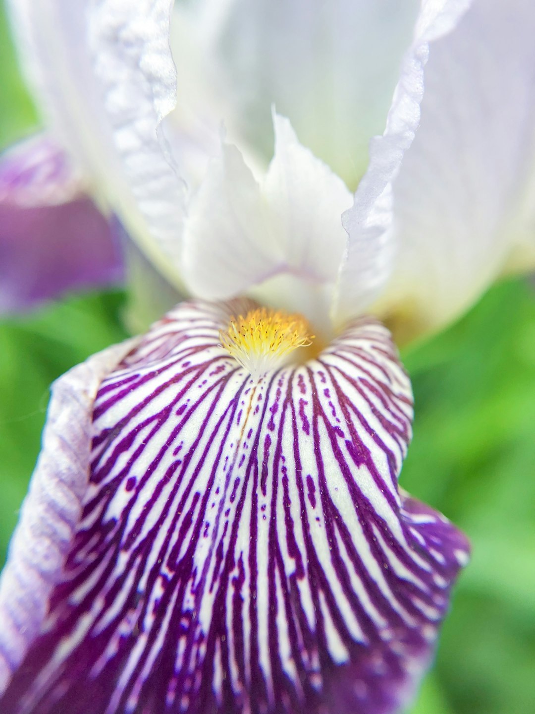 white and purple-petaled flower
