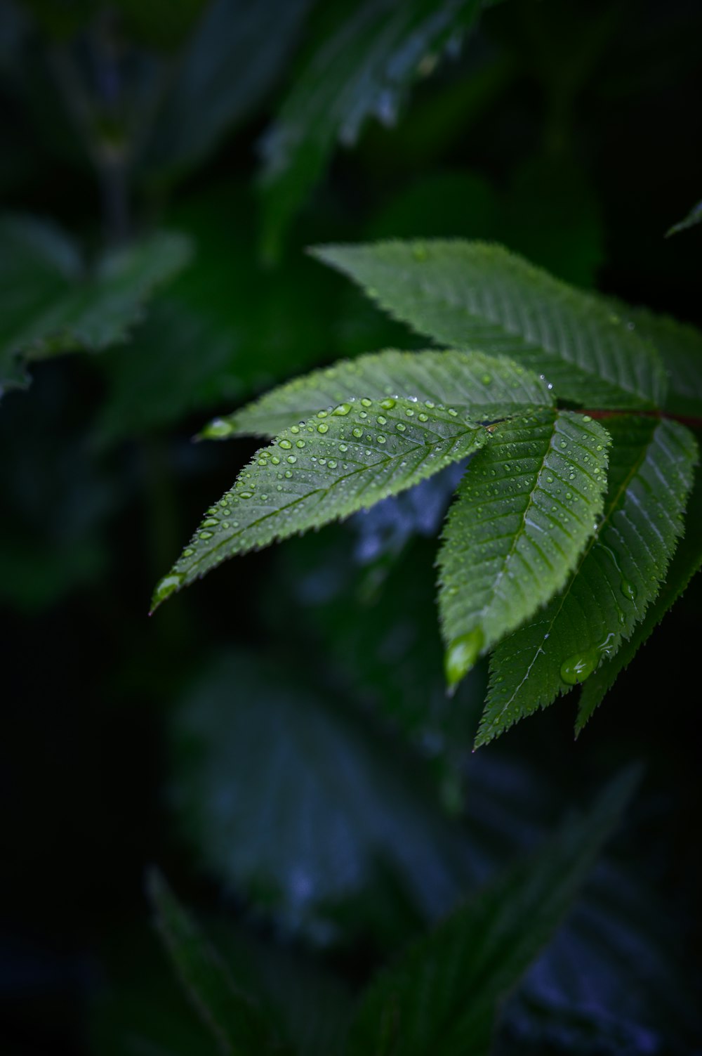 緑の葉の植物