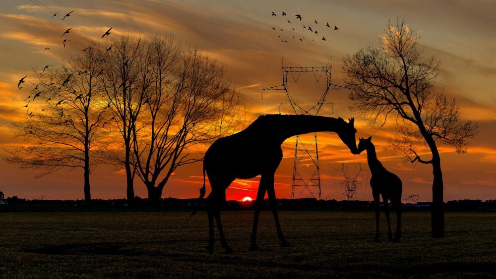 silhouette of two giraffes on ground under orange skies