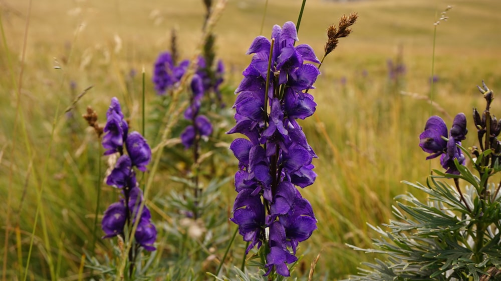 purple petaled flower