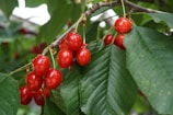 Bright red cherries hanging from a branch surrounded by lush green leaves, conveying a sense of abundant growth and freshness.