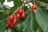 Bright red cherries hanging from a branch surrounded by lush green leaves, conveying a sense of abundant growth and freshness.