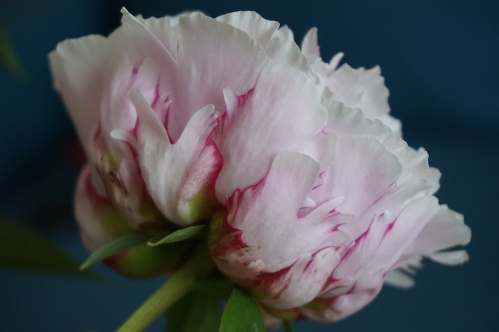 white and pink rose flower