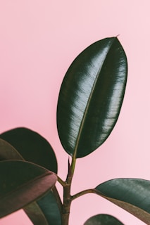 A single rubber plant branch with large, shiny, dark green leaves is set against a soft pink background, creating a contrast between the leaf's deep color and the pastel backdrop.
