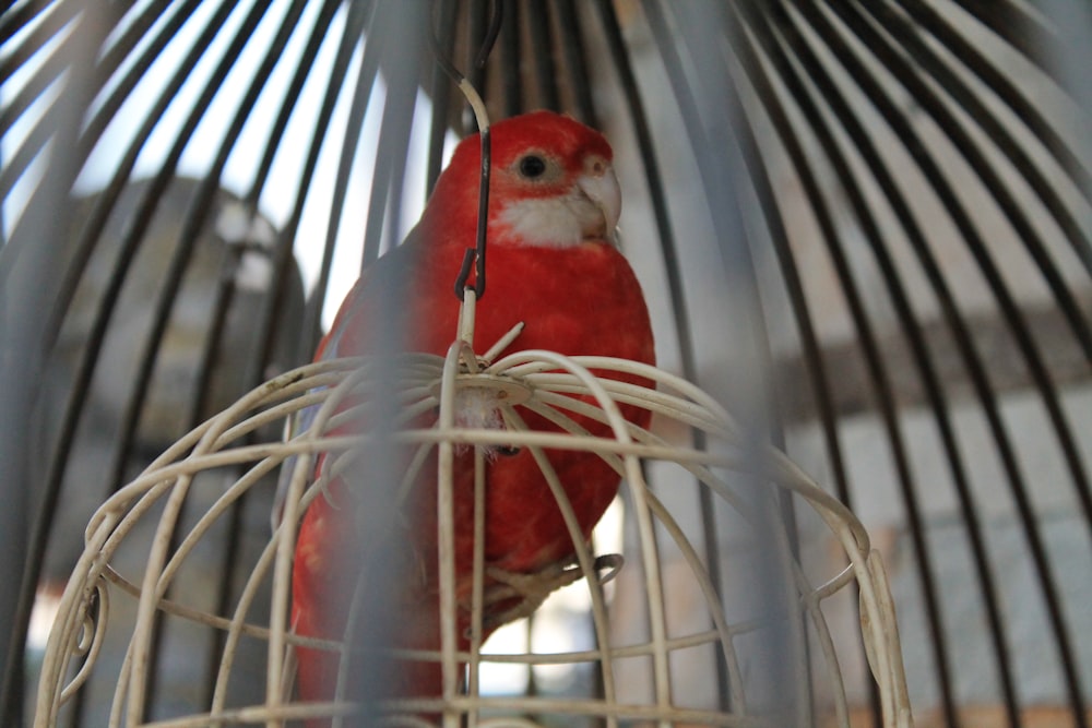 red and white parakeet bird