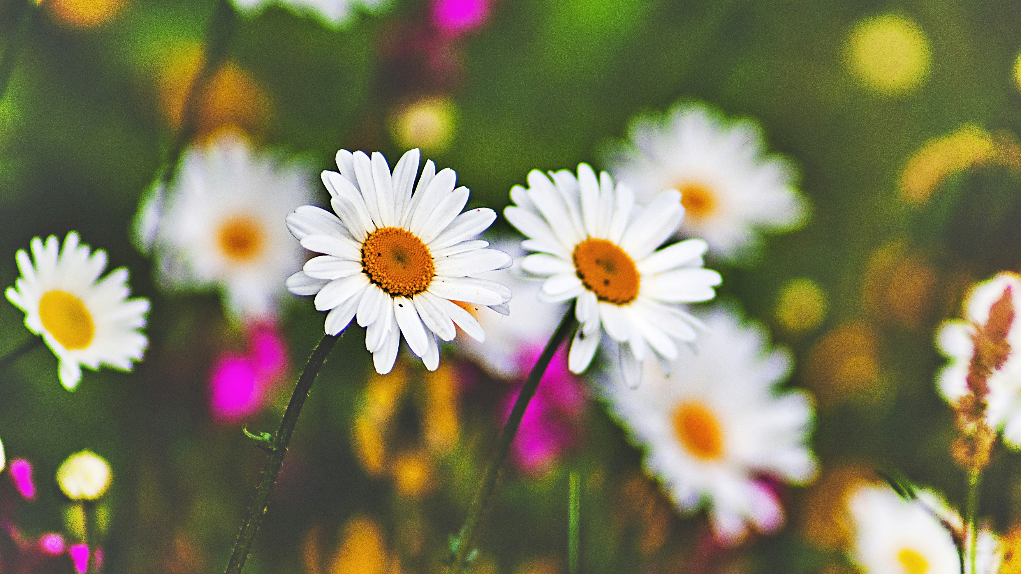 Photo by kmitchhodge