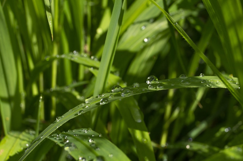 water drops on green linear leaf plants