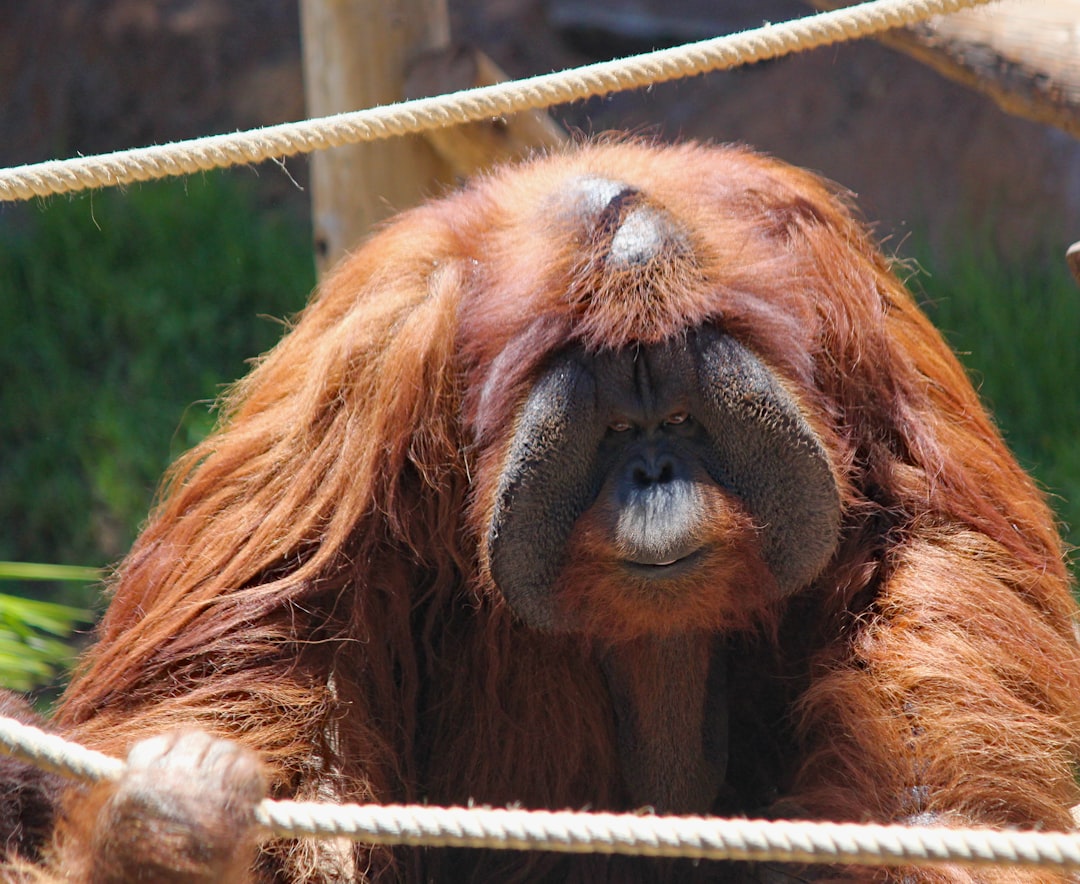 brown orangutan behind ropes,