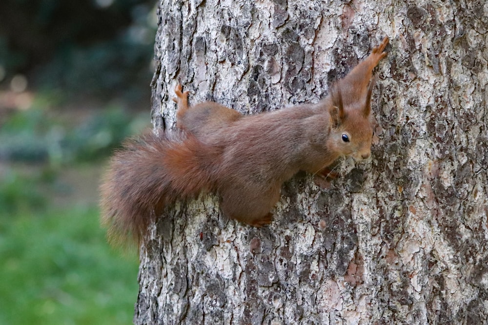 squirrel hanging on tree trunk