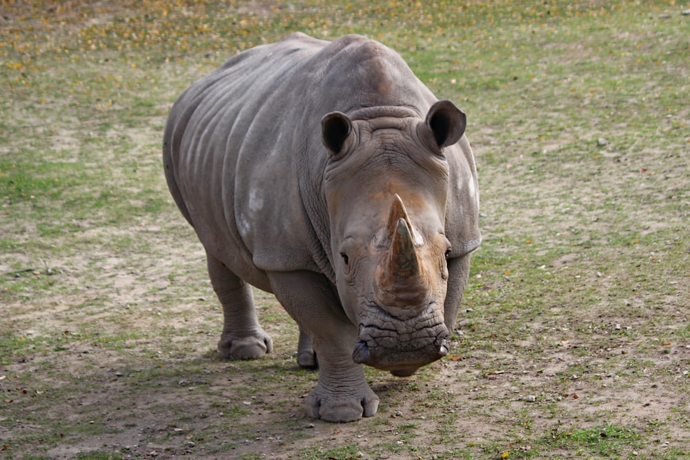 grey rhinoceros