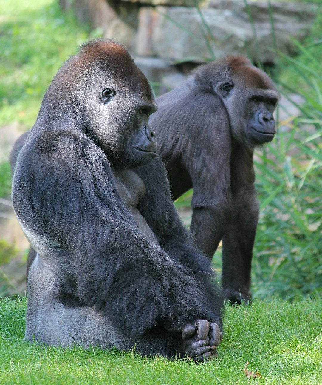  two brown gorillas on grass field gorilla