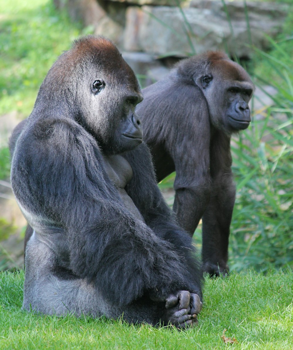 two brown gorillas on grass field