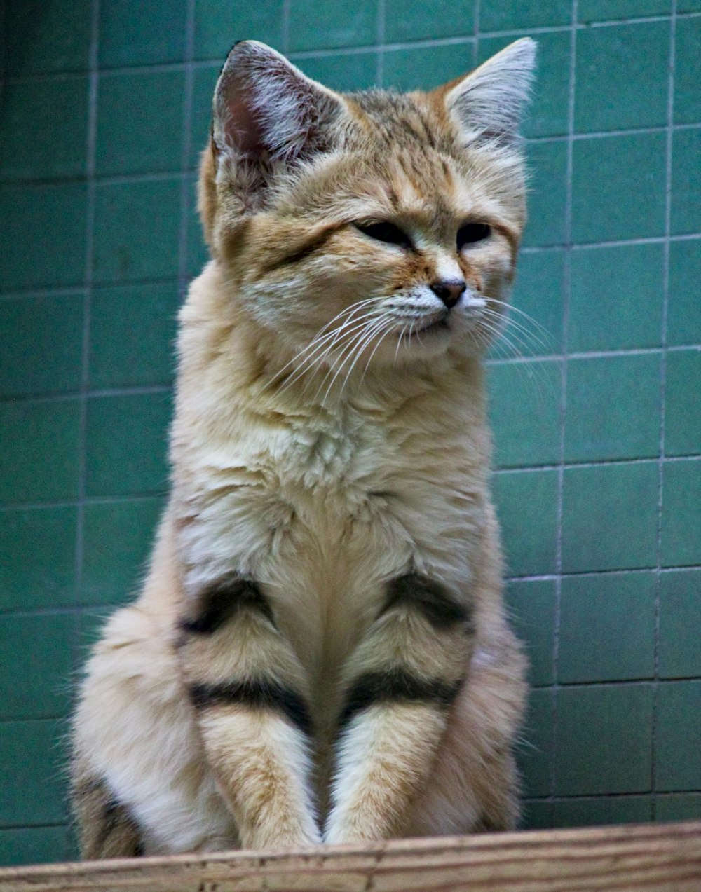 short-fur beige and brown cat near green wall