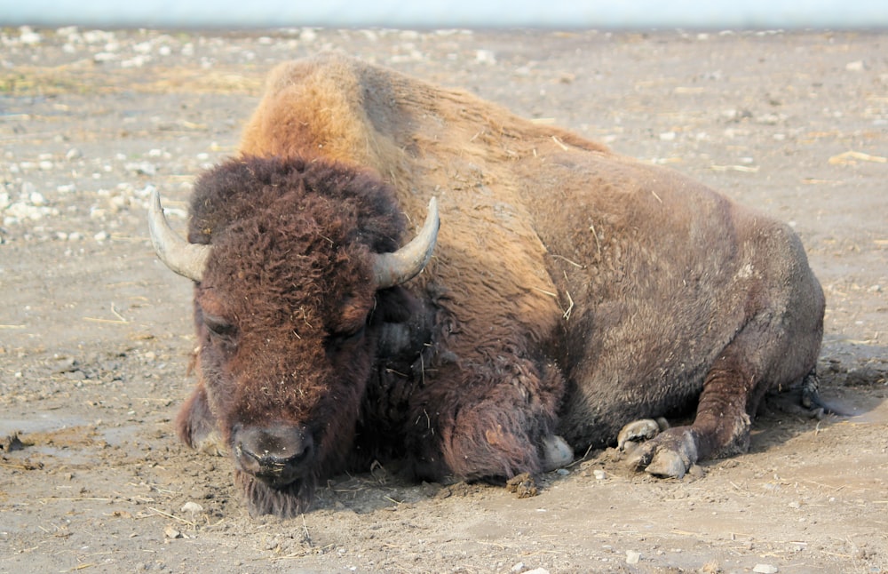 Bisonte marrón tirado en el suelo