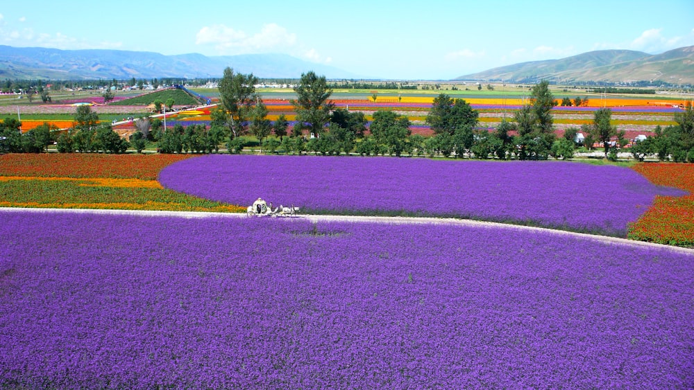 campo di fiori viola