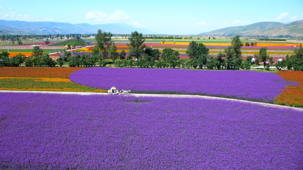 purple flower field