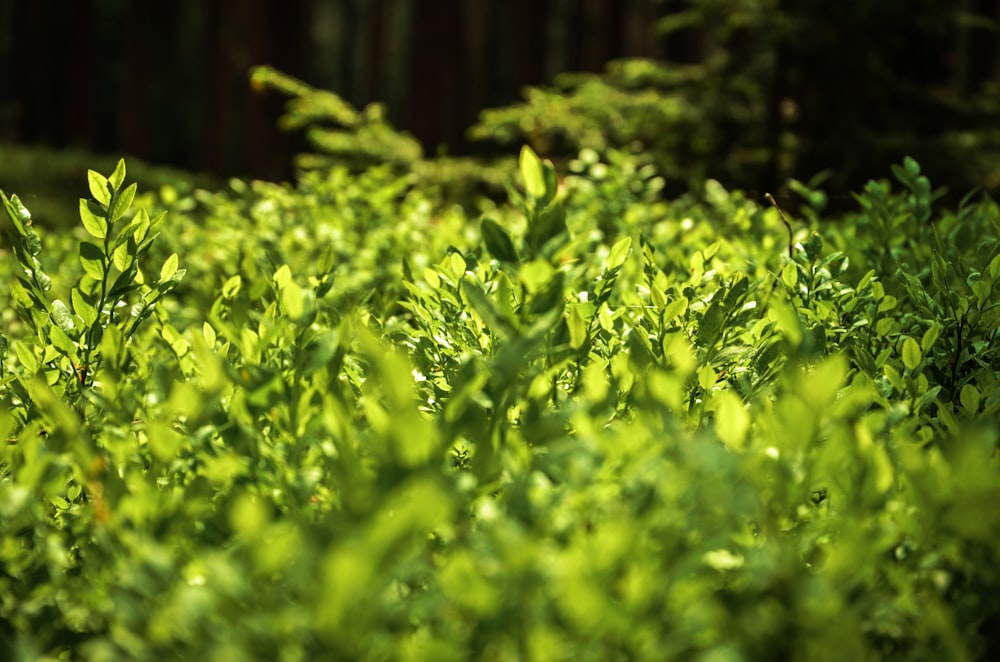 green shrubs at the forest