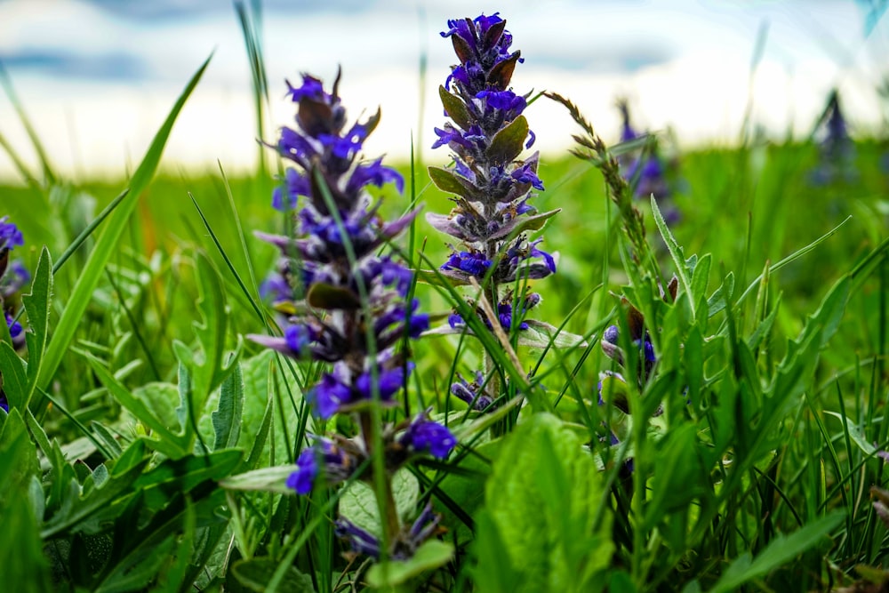 selective focus photo of purple-petaled flower