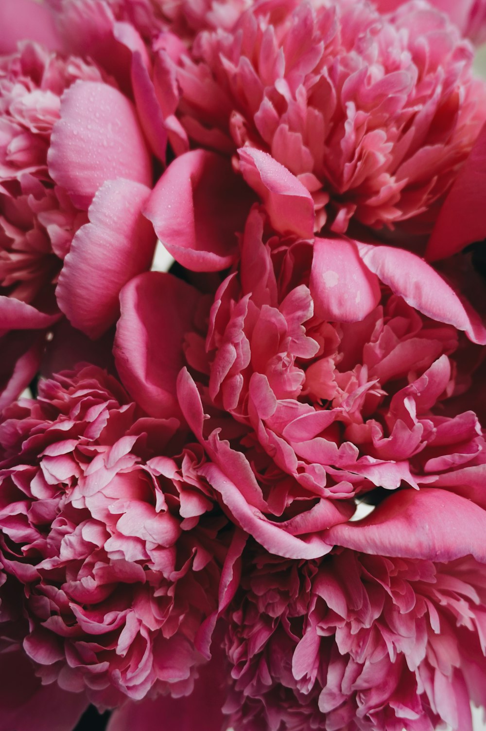 pink-clustered petal flower