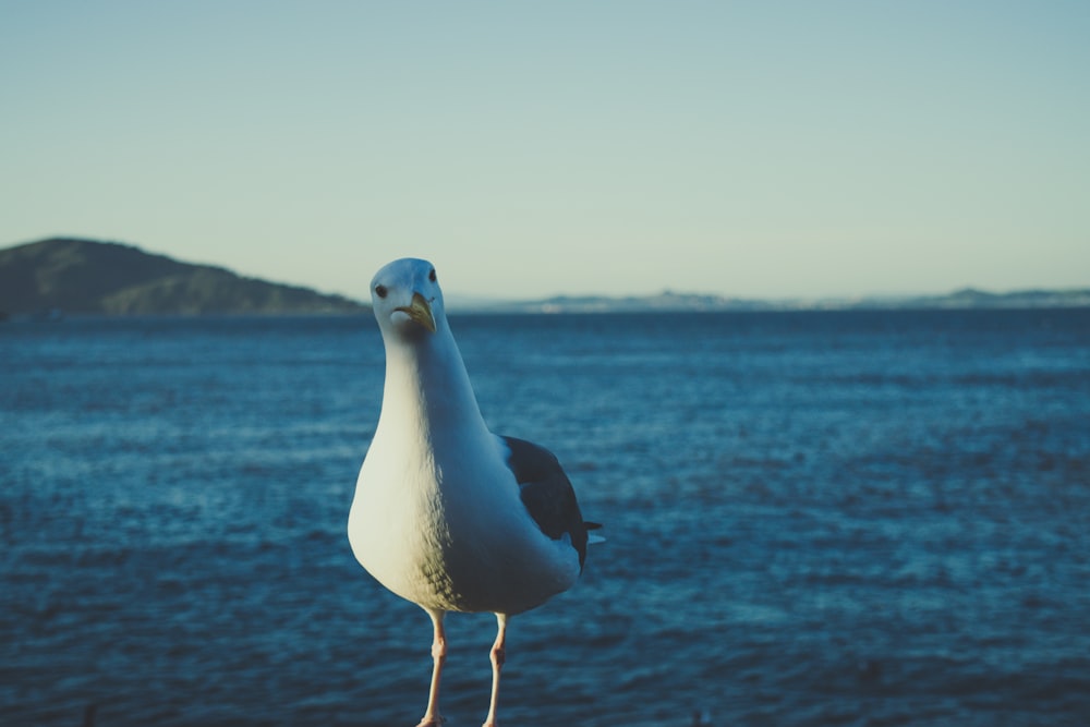 white seagull