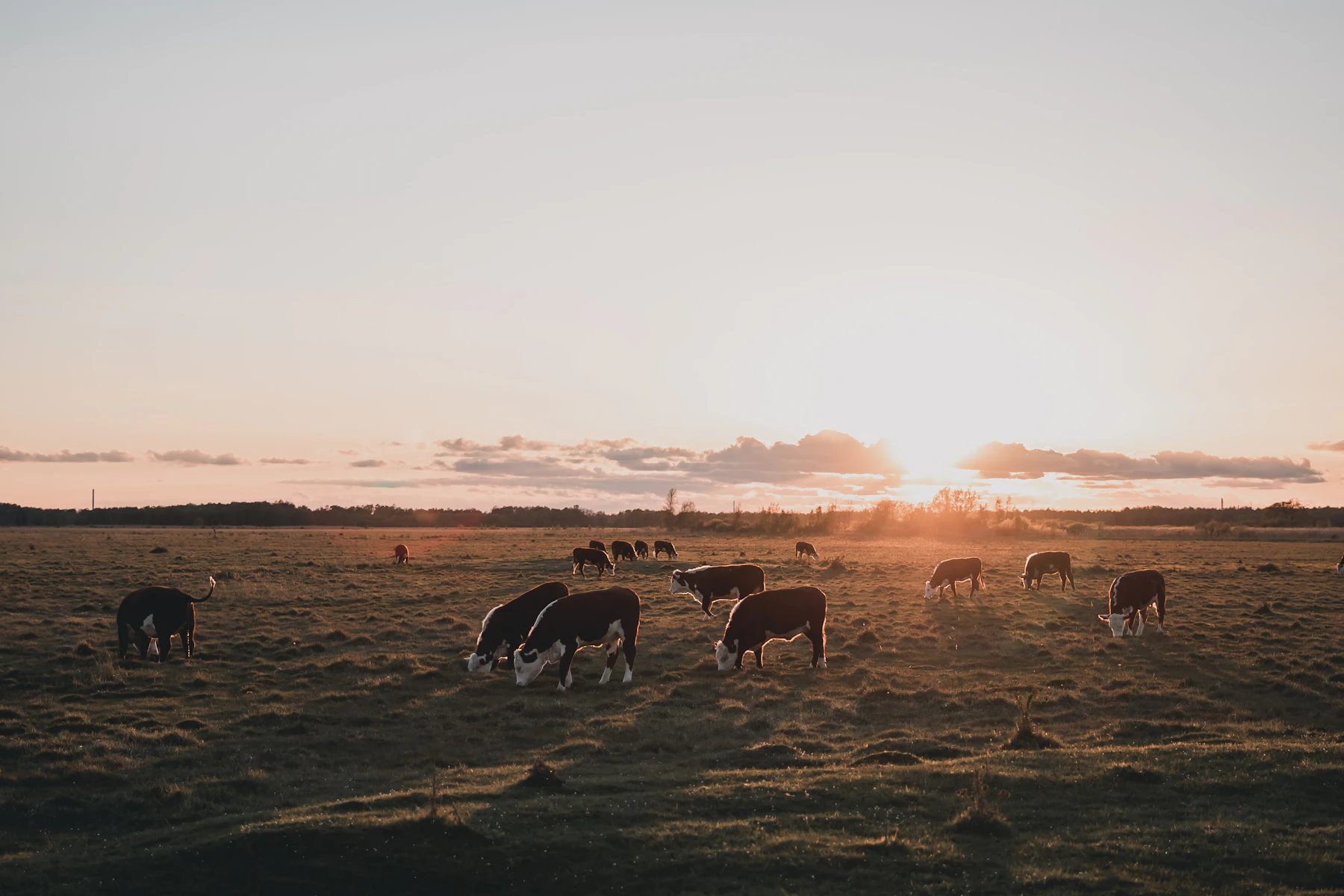 Un rodeo pastando en un campo abierto al atardecer