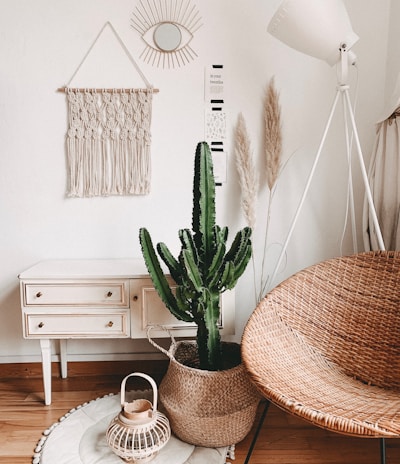 green cactus plant in room