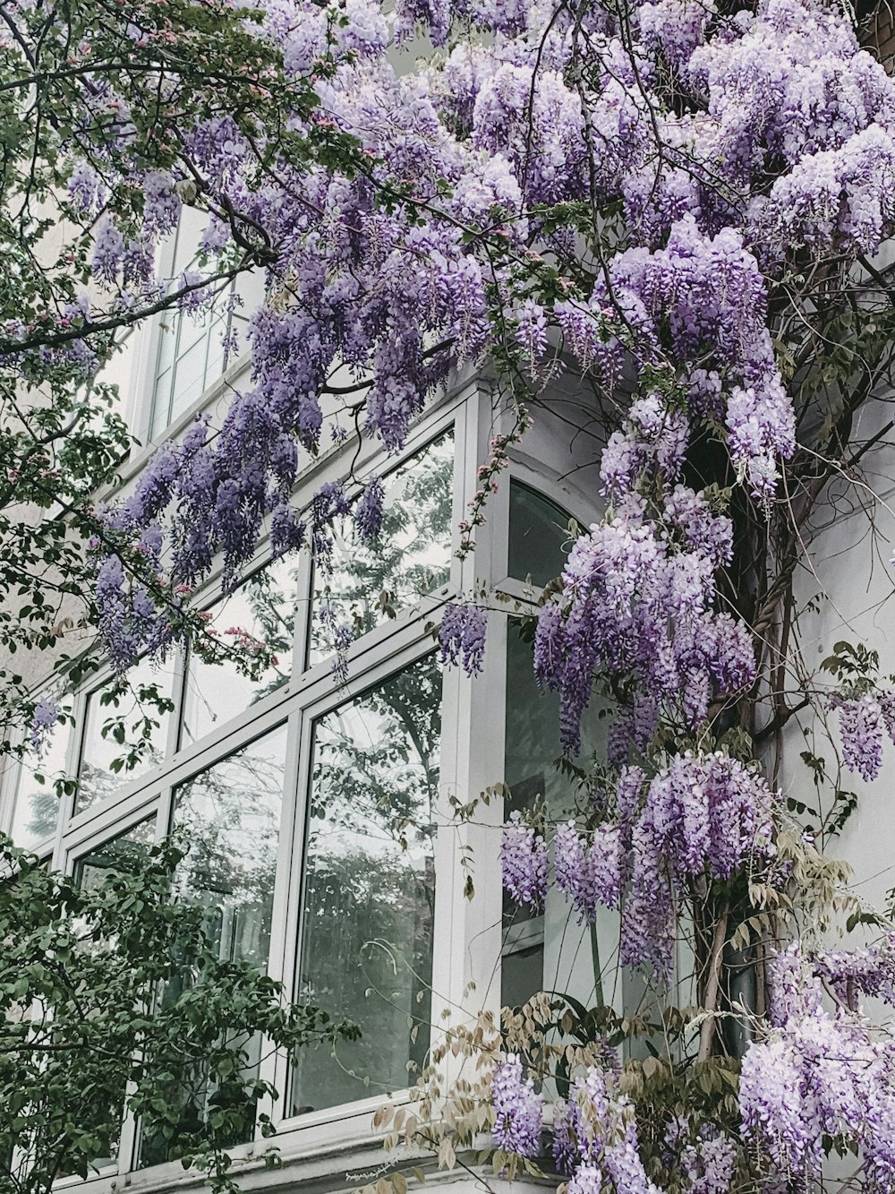 ガラス窓の近くの薄紫色の低木
