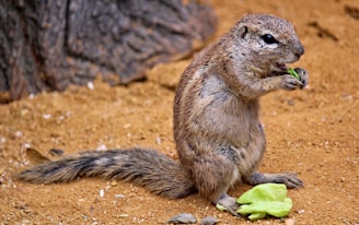 A ground squirrel sits on sandy soil with a large tree trunk nearby. It is holding and nibbling on a piece of green leafy vegetable. Its fur is a mix of brown and gray, and the ground is scattered with small bits of debris.
