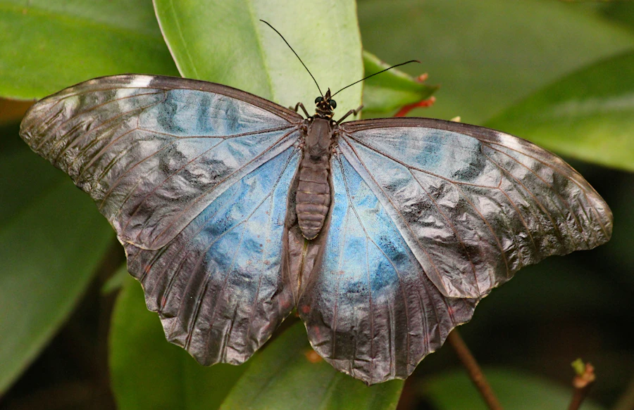 A blue morpho butterfly resting on a green leaf