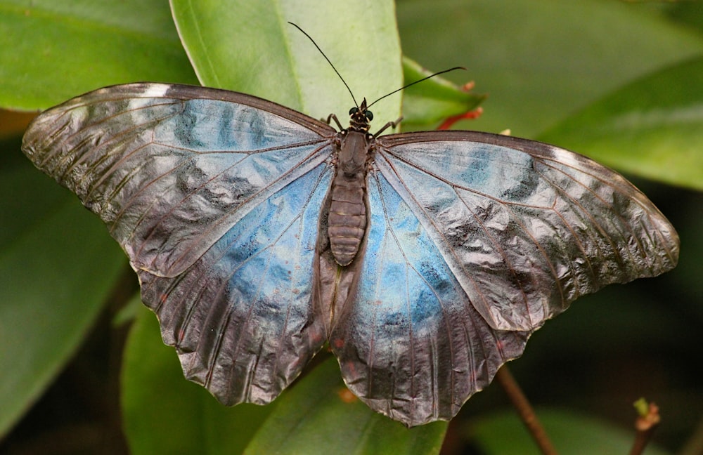 blue morpho butterfly perching on green leaf close-up photography