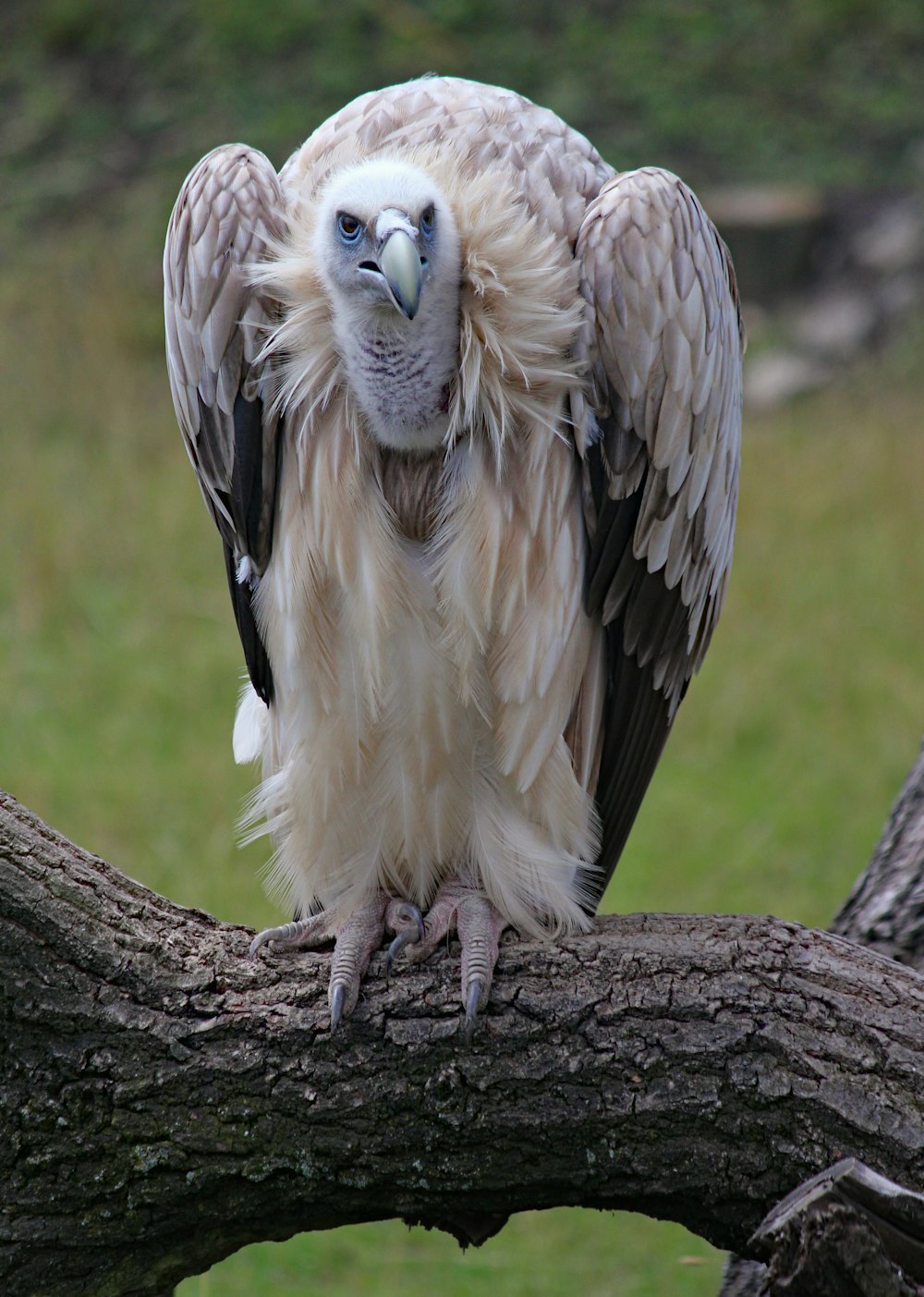 white bird on tree branch