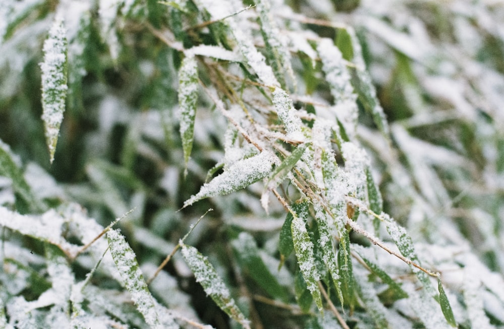 green-leafed plant