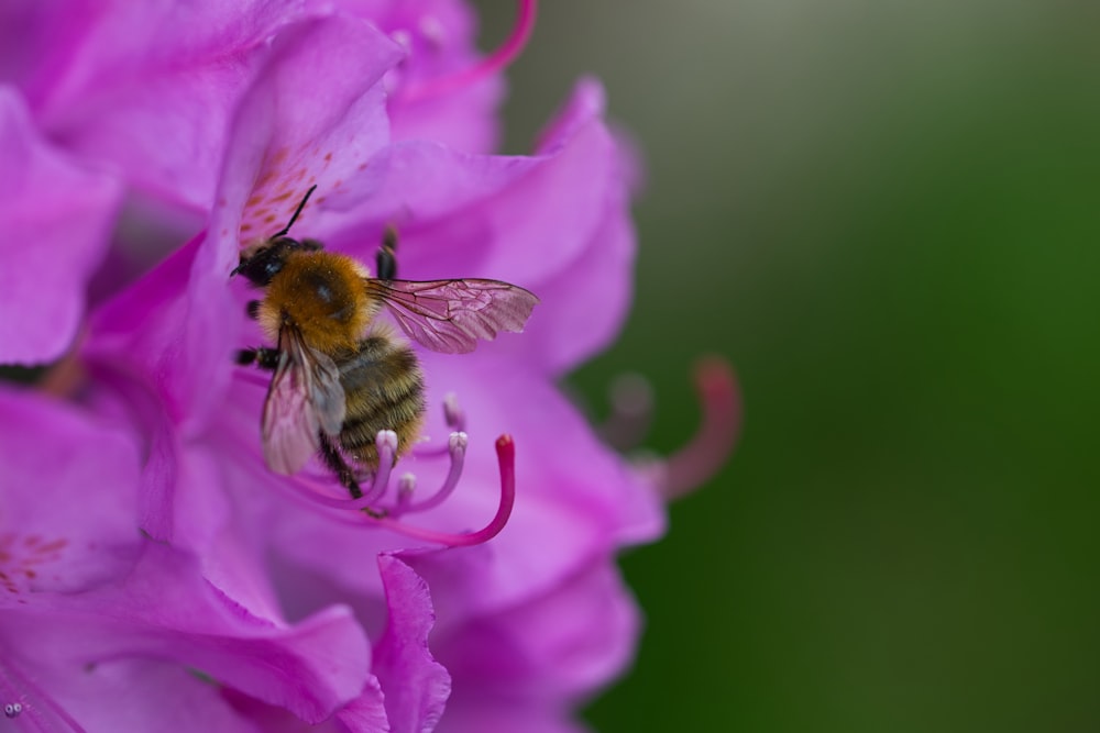 bee on purple flower