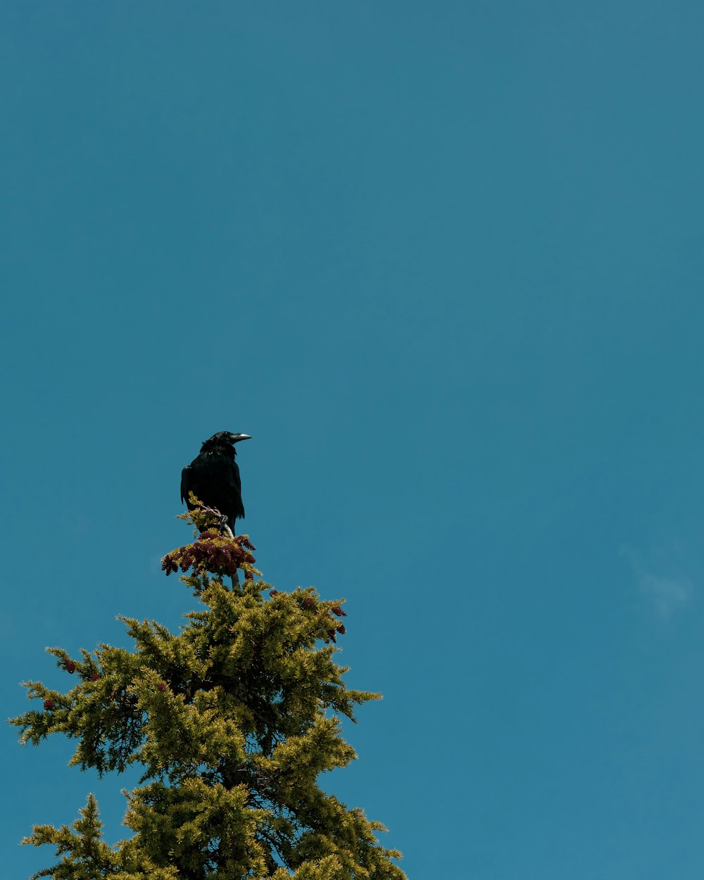 black bird on tip of tree under blue sky