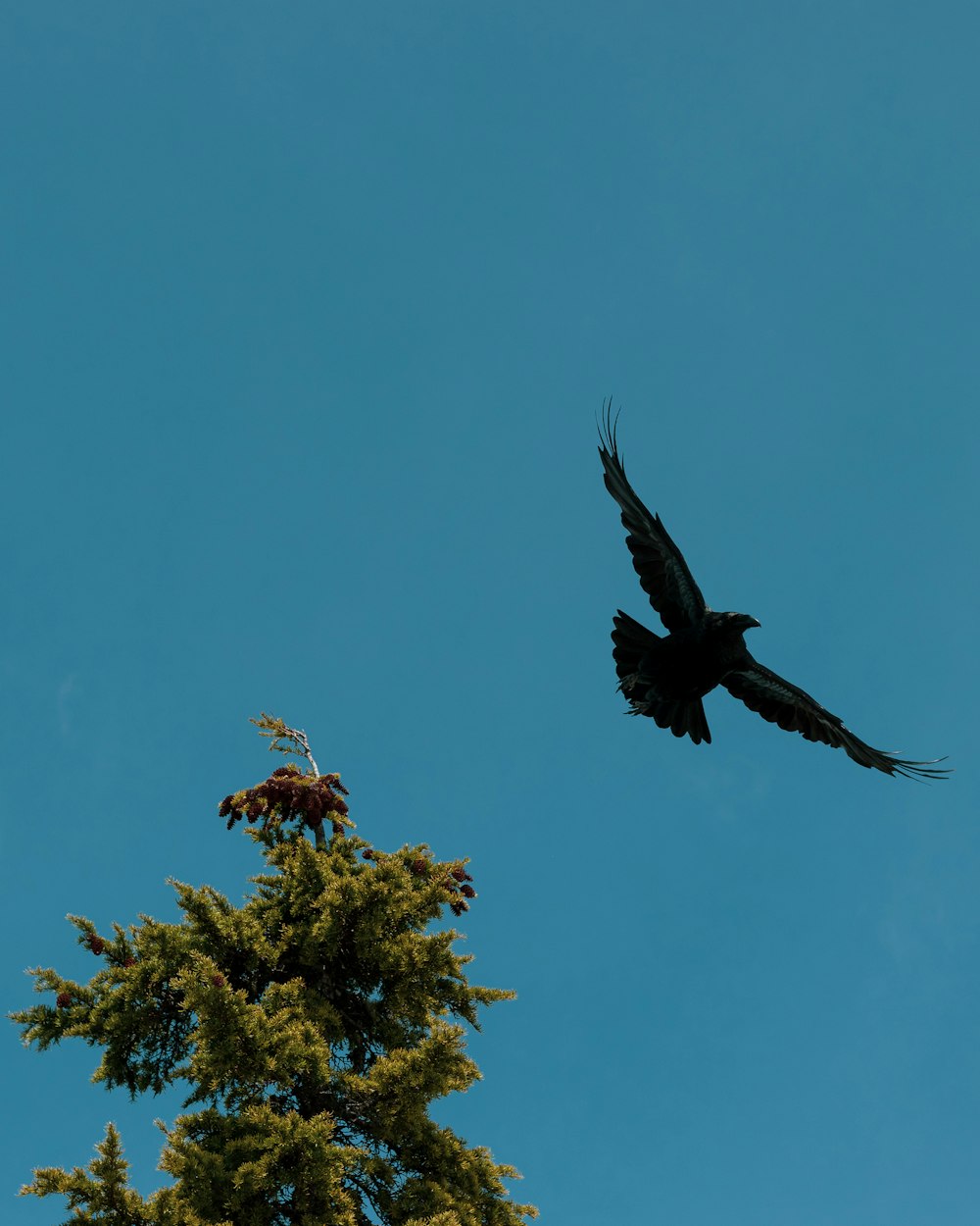 Schwarzer Adler fliegt in der Nähe von Baum