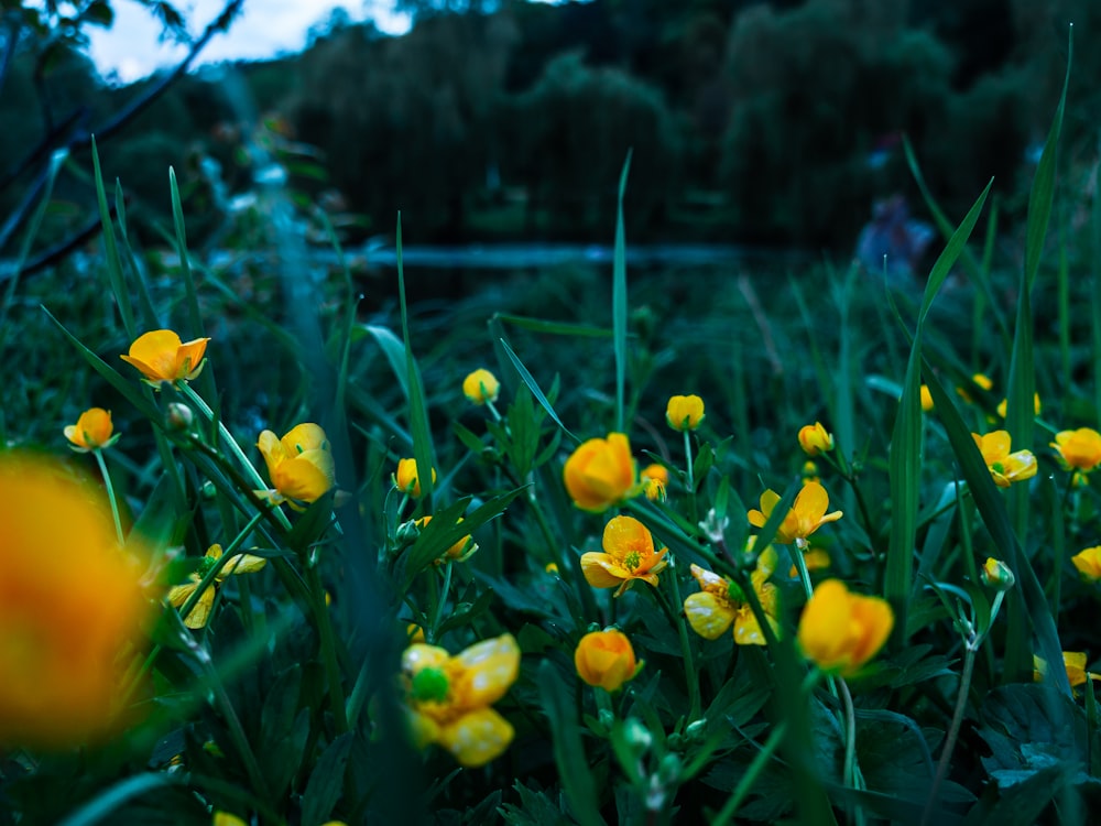 champ de fleurs à pétales jaunes