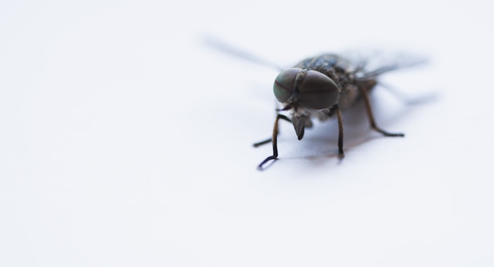 black horse-fly close-up photography