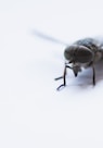 black horse-fly close-up photography