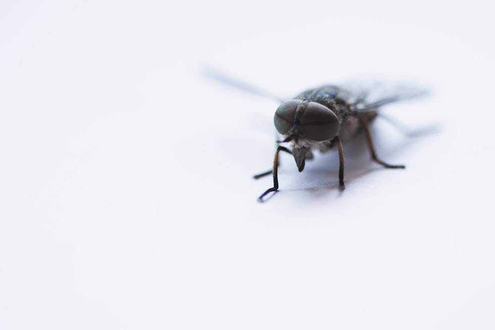 black horse-fly close-up photography