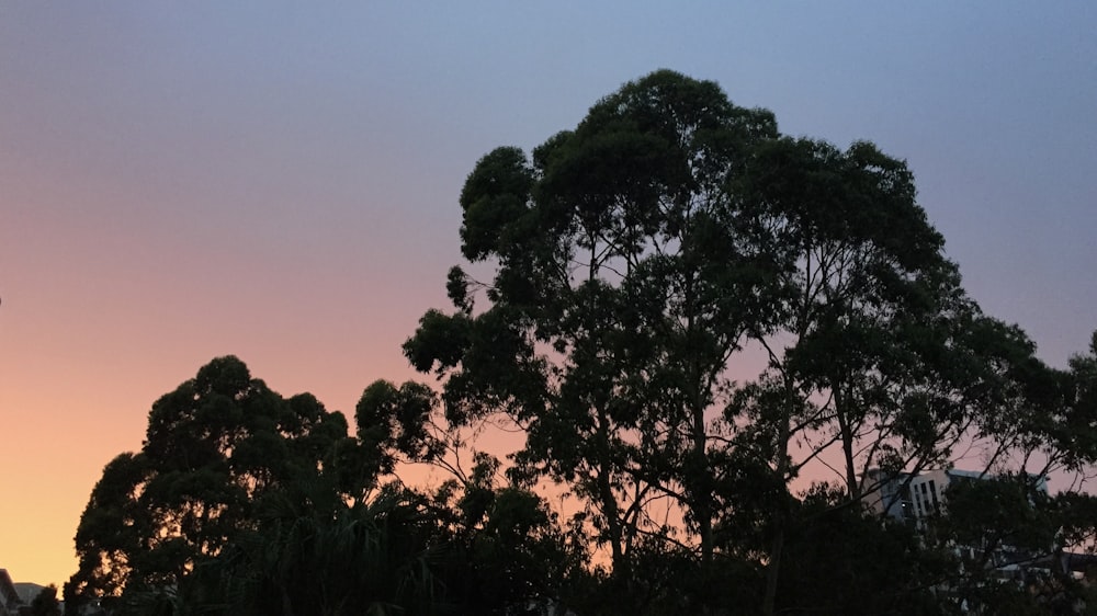 green trees during golden hour