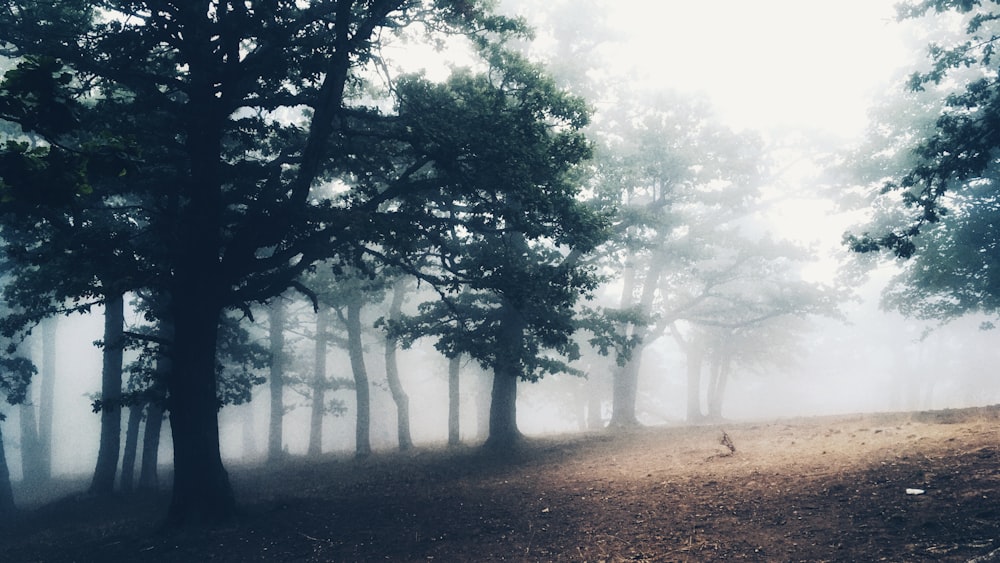 tree covered field during day