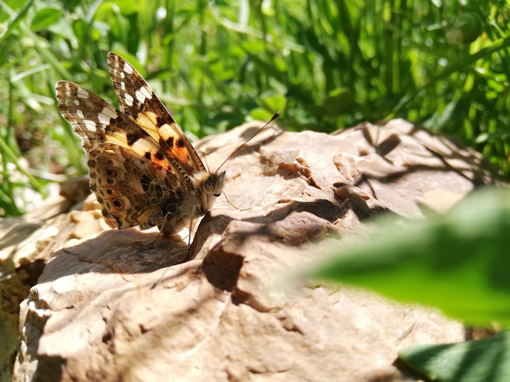 brown and yellow butterfly on brown rock