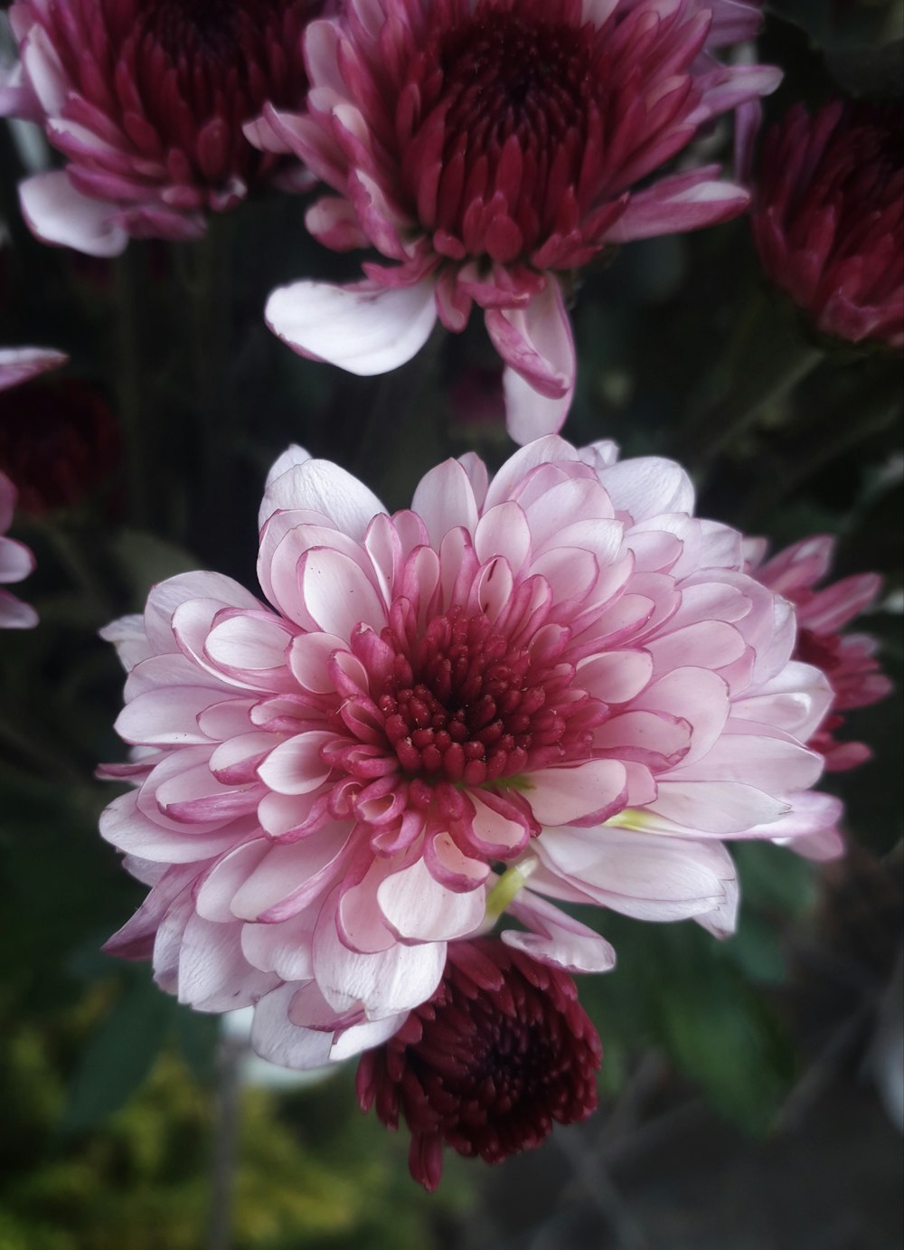 shallow focus photography of red and white flower