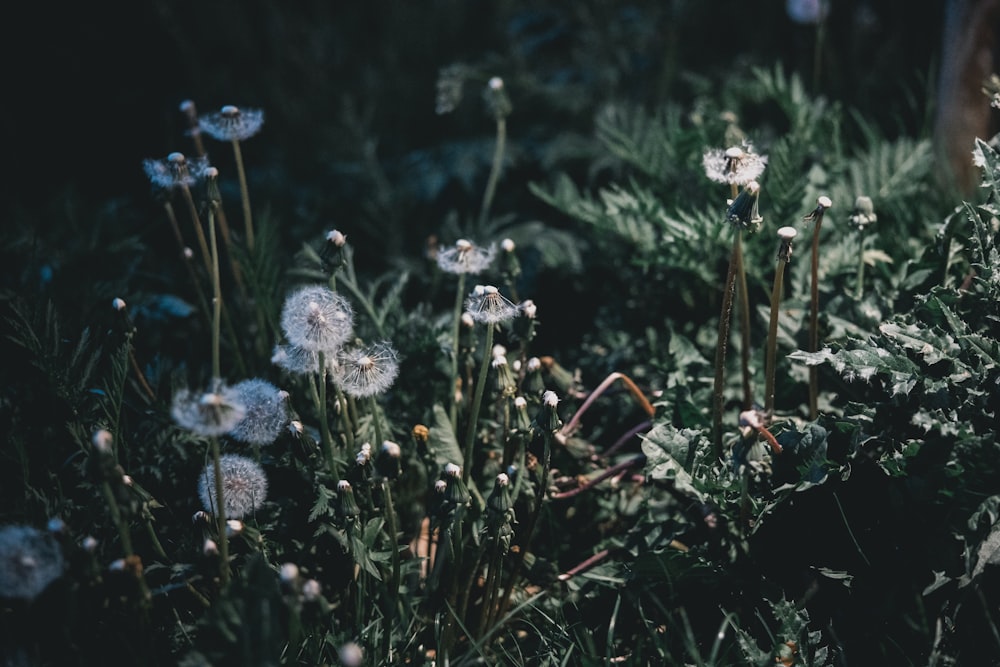 white petaled flower