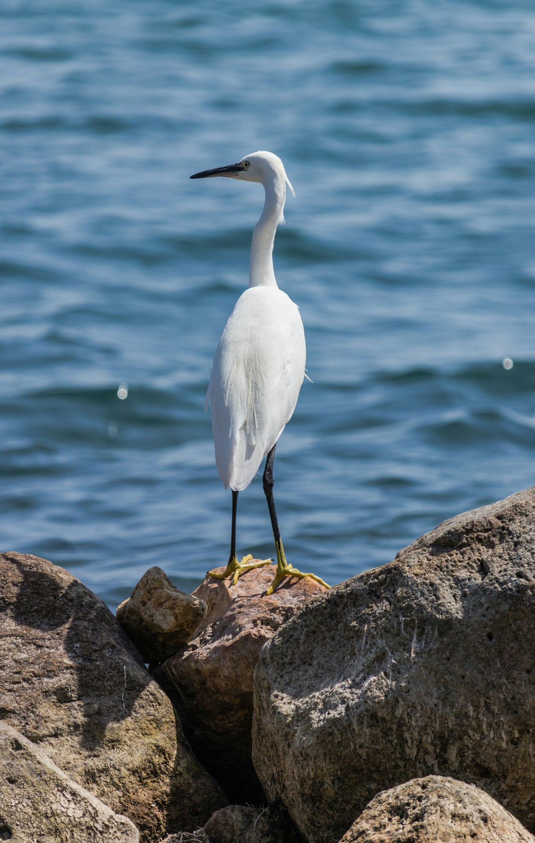 white bird standing near body of water