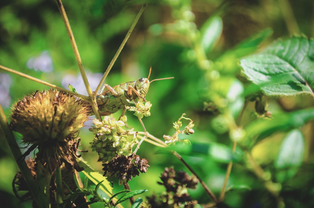 shallow focus photography of green and brown grasshopper